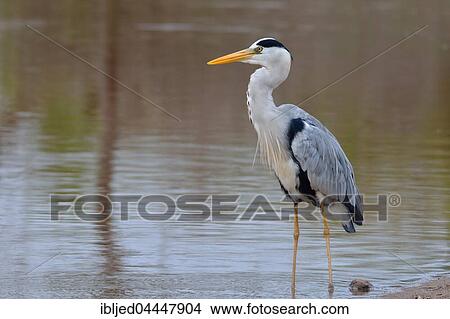 Picture - Grey heron (Ardea cinerea), Sunset Dam, Kruger National Park, Mpumalanga, South Africa, Africa. Fotosearch