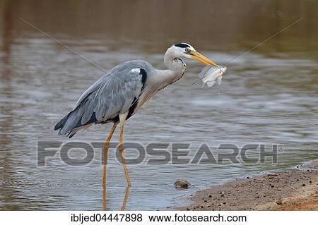 Stock Photo - Grey heron (Ardea cinerea) with fish caught in beak, Sunset Dam, Kruger National Park, Mpumalanga, South Africa, Africa. Fotosearch