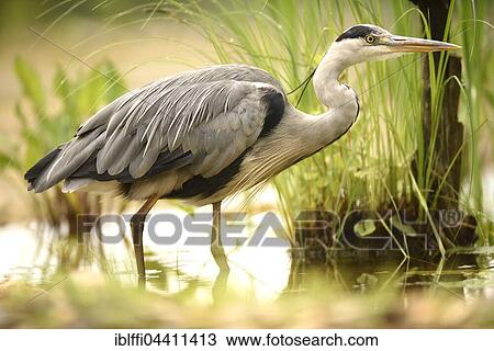 Grey Heron or Heron (Ardea cinerea) wades through shallow water, Overijssel Province, Netherlands View Large Photo Image Stock Image - Grey Heron or Heron (Ardea cinerea) wades through shallow water, Overijssel Province, Netherlands. Fotosearch