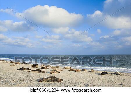 Grey seal colony, Helgoland, Germany, Europe View Large Photo Image Picture - Grey seal colony, Helgoland, Germany, Europe. Fotosearch