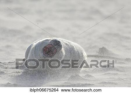 Grey seal (Halichoerus grypus), Insel Düne, Helgoland, Germany, Europe View Large Photo Image Picture - Grey seal (Halichoerus grypus), Insel Düne, Helgoland, Germany, Europe. Fotosearch
