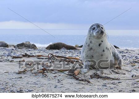 Grey seal (Halichoerus grypus), Insel Düne, Helgoland, Germany, Europe View Large Photo Image Picture - Grey seal (Halichoerus grypus), Insel Düne, Helgoland, Germany, Europe. Fotosearch