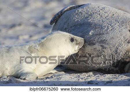 Grey seal (Halichoerus grypus), Insel Düne, Helgoland, Germany, Europe View Large Photo Image Stock Image - Grey seal (Halichoerus grypus), Insel Düne, Helgoland, Germany, Europe. Fotosearch