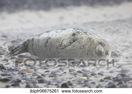 Grey seal (Halichoerus grypus), Insel Düne, Helgoland, Germany, Europe View Large Photo Image Stock Image - Grey seal (Halichoerus grypus), Insel Düne, Helgoland, Germany, Europe. Fotosearch
