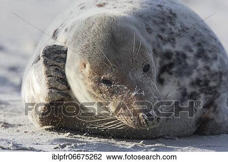 Grey seal (Halichoerus grypus), Insel Düne, Helgoland, Germany, Europe View Large Photo Image Stock Image - Grey seal (Halichoerus grypus), Insel Düne, Helgoland, Germany, Europe. Fotosearch