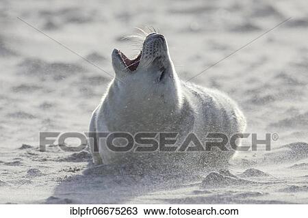 Grey seal (Halichoerus grypus), Insel Düne, Helgoland, Germany, Europe View Large Photo Image Stock Image - Grey seal (Halichoerus grypus), Insel Düne, Helgoland, Germany, Europe. Fotosearch