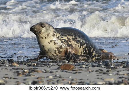 Grey seal (Halichoerus grypus), Insel Düne, Helgoland, Germany, Europe View Large Photo Image Stock Image - Grey seal (Halichoerus grypus), Insel Düne, Helgoland, Germany, Europe. Fotosearch