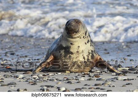 Grey seal (Halichoerus grypus), Insel Düne, Helgoland, Germany, Europe View Large Photo Image Stock Image - Grey seal (Halichoerus grypus), Insel Düne, Helgoland, Germany, Europe. Fotosearch
