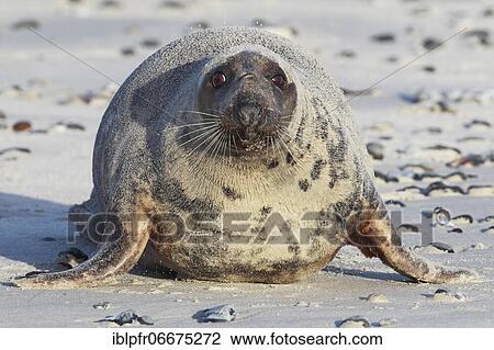 Grey seal (Halichoerus grypus), Insel Düne, Helgoland, Germany, Europe View Large Photo Image Stock Image - Grey seal (Halichoerus grypus), Insel Düne, Helgoland, Germany, Europe. Fotosearch