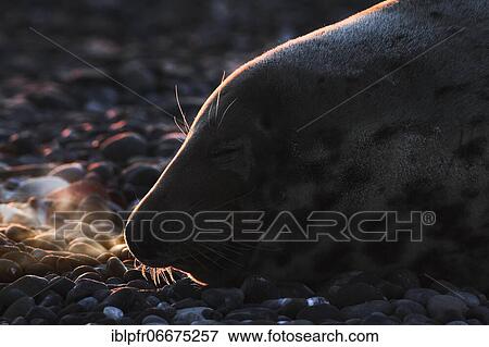 Grey seal (Halichoerus grypus), Insel Düne, Helgoland, Germany, Europe View Large Photo Image Stock Photo - Grey seal (Halichoerus grypus), Insel Düne, Helgoland, Germany, Europe. Fotosearch