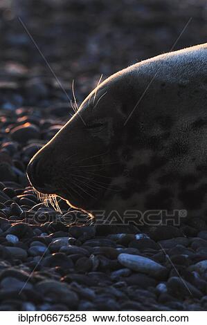 Grey seal (Halichoerus grypus), Insel Düne, Helgoland, Germany, Europe View Large Photo Image Stock Photo - Grey seal (Halichoerus grypus), Insel Düne, Helgoland, Germany, Europe. Fotosearch