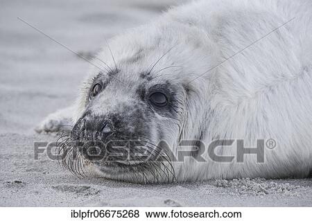 Grey seal (Halichoerus grypus), Insel Düne, Helgoland, Germany, Europe View Large Photo Image Stock Photo - Grey seal (Halichoerus grypus), Insel Düne, Helgoland, Germany, Europe. Fotosearch