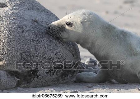 Stock Photo - Grey seal (Halichoerus grypus), Insel Düne, Helgoland, Germany, Europe. Fotosearch