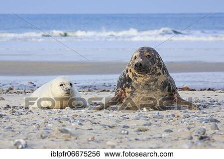 Grey seal (Halichoerus grypus), Insel Düne, Helgoland, Germany, Europe View Large Photo Image Stock Photograph - Grey seal (Halichoerus grypus), Insel Düne, Helgoland, Germany, Europe. Fotosearch