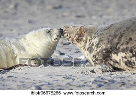 Grey seal (Halichoerus grypus), Insel Düne, Helgoland, Germany, Europe View Large Photo Image Stock Photograph - Grey seal (Halichoerus grypus), Insel Düne, Helgoland, Germany, Europe. Fotosearch