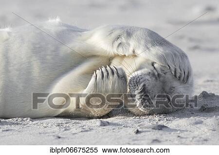 Grey seal (Halichoerus grypus), Insel Düne, Helgoland, Germany, Europe View Large Photo Image Stock Photography - Grey seal (Halichoerus grypus), Insel Düne, Helgoland, Germany, Europe. Fotosearch