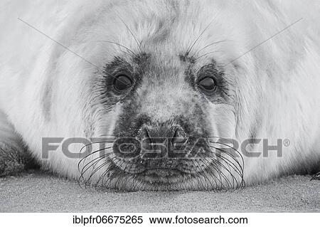 Grey seal (Halichoerus grypus), Insel Düne, Helgoland, Germany, Europe View Large Photo Image Stock Photography - Grey seal (Halichoerus grypus), Insel Düne, Helgoland, Germany, Europe. Fotosearch