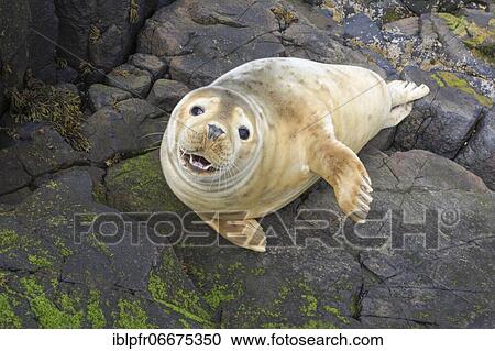 Grey seal (Halichoerus grypus), Scotland, UK View Large Photo Image Stock Image - Grey seal (Halichoerus grypus), Scotland, UK. Fotosearch