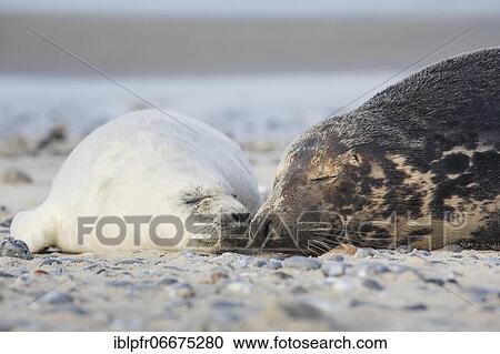 Stock Image - Grey seal, island dune, Helgoland, Germany, Europe. Fotosearch