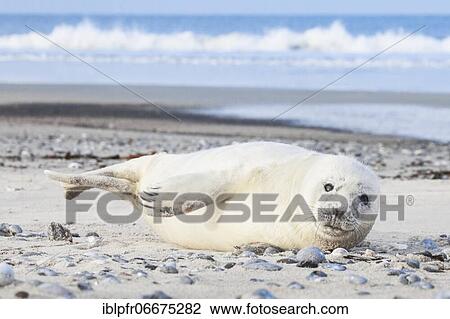 Grey seal, island dune, Helgoland, Germany, Europe View Large Photo Image Stock Image - Grey seal, island dune, Helgoland, Germany, Europe. Fotosearch
