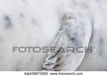 Grey seal, island dune, Helgoland, Germany, Europe View Large Photo Image Stock Image - Grey seal, island dune, Helgoland, Germany, Europe. Fotosearch
