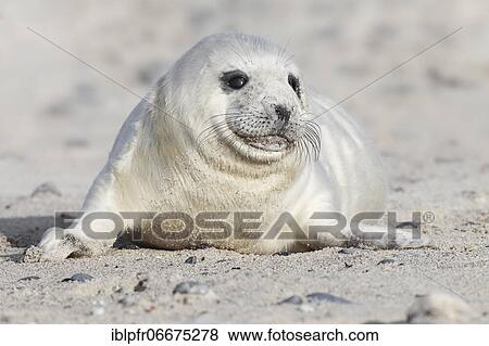 Grey seal, island dune, Helgoland, Germany, Europe View Large Photo Image Stock Photo - Grey seal, island dune, Helgoland, Germany, Europe. Fotosearch