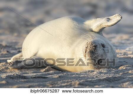 Stock Photo - Grey seal, island dune, Helgoland, Germany, Europe. Fotosearch