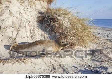Stock Photo - Grey seal, island dune, Helgoland, Germany, Europe. Fotosearch