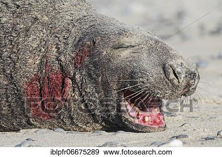 Stock Photo - Grey seal, island dune, Helgoland, Germany, Europe. Fotosearch