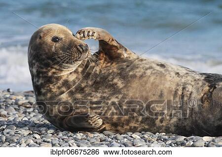 Grey seal, island dune, Helgoland, Germany, Europe View Large Photo Image Stock Photograph - Grey seal, island dune, Helgoland, Germany, Europe. Fotosearch