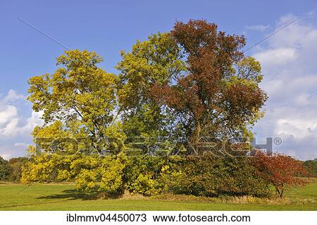 Grove of trees with autumn colors, Middle Elbe Biosphere Reserve, Dessau, Saxony-Anhalt, Germany, Europe View Large Photo Image Stock Image - Grove of trees with autumn colors, Middle Elbe Biosphere Reserve, Dessau, Saxony-Anhalt, Germany, Europe. Fotosearch