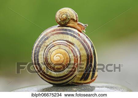 Grove slug, Cepaea nemoralis, Switzerland, Europe View Large Photo Image Picture - Grove slug, Cepaea nemoralis, Switzerland, Europe. Fotosearch