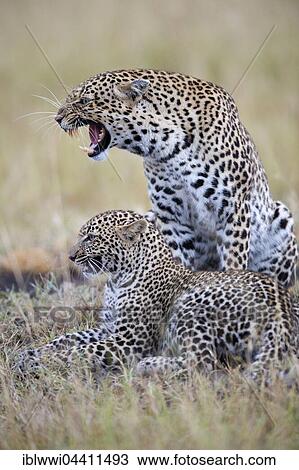 Stock Image - Growling female leopard (Panthera pardus) with cub in the savanna, Masai Mara Preserve, Kenya, Africa. Fotosearch