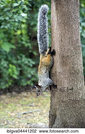 Guayaquil squirrel (Sciurus stramineus), Jorupe Parkland, tropical dry forest, Western Andean foothills, Ecuador, South America View Large Photo Image Stock Image - Guayaquil squirrel (Sciurus stramineus), Jorupe Parkland, tropical dry forest, Western Andean foothills, Ecuador, South America. Fotosearch