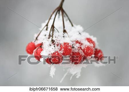 Guelder rose (Viburnum opulus) View Large Photo Image Stock Photo - Guelder rose (Viburnum opulus). Fotosearch