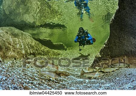 Gumpentauchen, diver in stream pool, Weissenbach, Riverine brown trout (Salmo trutta morpha fario) in front, Bad Ischl, Austria, Europe View Large Photo Image Stock Image - Gumpentauchen, diver in stream pool, Weissenbach, Riverine brown trout (Salmo trutta morpha fario) in front, Bad Ischl, Austria, Europe. Fotosearch