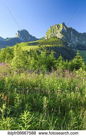 Stock Photo - Gurnigel Passhöhe, Swiss Pre-Alps, Nünenen, 2101m, Gantrisch, 2175 m, Bern, Switzerland, Europe. Fotosearch