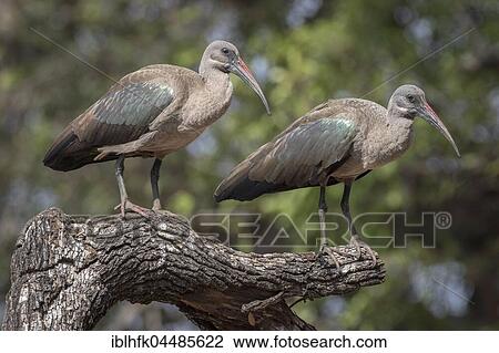 Stock Image - Hadada ibis (Bostrychia hagedash), Kruger National Park, South Africa, Africa. Fotosearch