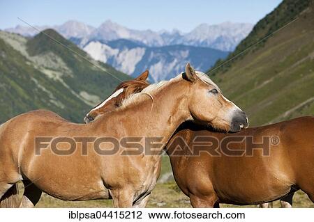Haflinger horses grooming Kühtai, Tyrol, Austria, Europe View Large Photo Image Stock Image - Haflinger horses grooming Kühtai, Tyrol, Austria, Europe. Fotosearch