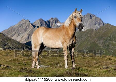 Stock Image - Haflinger, mountain pasture, Kühtai, Tyrol, Austria, Europe. Fotosearch