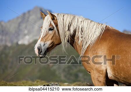 Haflinger, mountain pasture, Kühtai, Tyrol, Austria, Europe View Large Photo Image Stock Image - Haflinger, mountain pasture, Kühtai, Tyrol, Austria, Europe. Fotosearch
