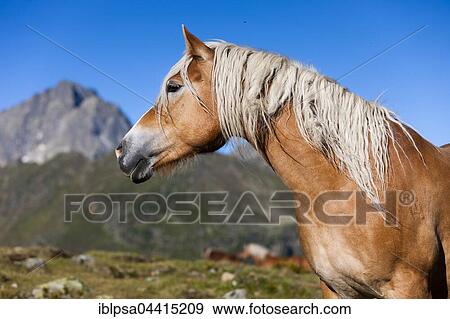 Haflinger, mountain pasture, Kühtai, Tyrol, Austria, Europe View Large Photo Image Stock Photo - Haflinger, mountain pasture, Kühtai, Tyrol, Austria, Europe. Fotosearch