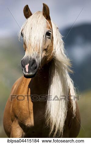 Haflinger with long mane on the alp, portrait, Kühtai, Tyrol, Austria, Europe View Large Photo Image Picture - Haflinger with long mane on the alp, portrait, Kühtai, Tyrol, Austria, Europe. Fotosearch