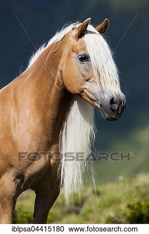 Haflinger with long mane on the alp, portrait, Kühtai, Tyrol, Austria, Europe View Large Photo Image Stock Image - Haflinger with long mane on the alp, portrait, Kühtai, Tyrol, Austria, Europe. Fotosearch