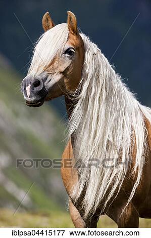 Stock Photo - Haflinger with long mane on the alp, portrait, Kühtai, Tyrol, Austria, Europe. Fotosearch