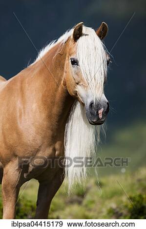 Haflinger with long mane on the alp, portrait, Kühtai, Tyrol, Austria, Europe View Large Photo Image Stock Photo - Haflinger with long mane on the alp, portrait, Kühtai, Tyrol, Austria, Europe. Fotosearch
