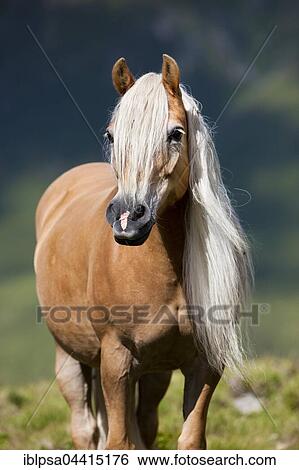 Haflinger with long mane on the alp, portrait, Kühtai, Tyrol, Austria, Europe View Large Photo Image Stock Photograph - Haflinger with long mane on the alp, portrait, Kühtai, Tyrol, Austria, Europe. Fotosearch
