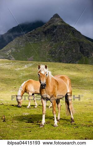 Haflingers, mountain pasture, Kühtai, Tyrol, Austria, Europe View Large Photo Image Stock Image - Haflingers, mountain pasture, Kühtai, Tyrol, Austria, Europe. Fotosearch