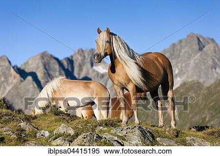 Haflingers, mountain pasture, Kühtai, Tyrol, Austria, Europe View Large Photo Image Stock Photography - Haflingers, mountain pasture, Kühtai, Tyrol, Austria, Europe. Fotosearch