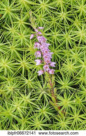 Heather flower and maidenhair moss View Large Photo Image Stock Image - Heather flower and maidenhair moss. Fotosearch